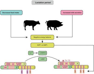 Current Evidences and Future Perspectives for AMPK in the Regulation of Milk Production and Mammary Gland Biology